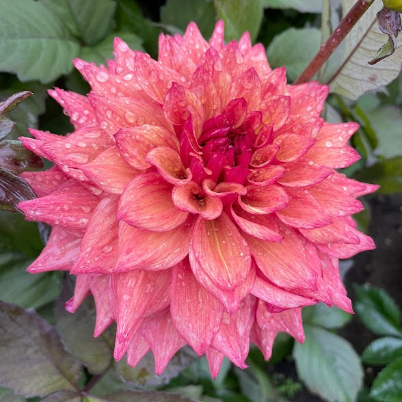 Dahlia Nora