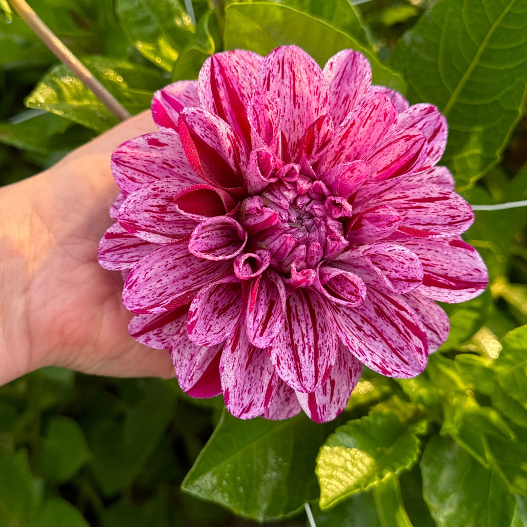 Dahlia Ida Mae