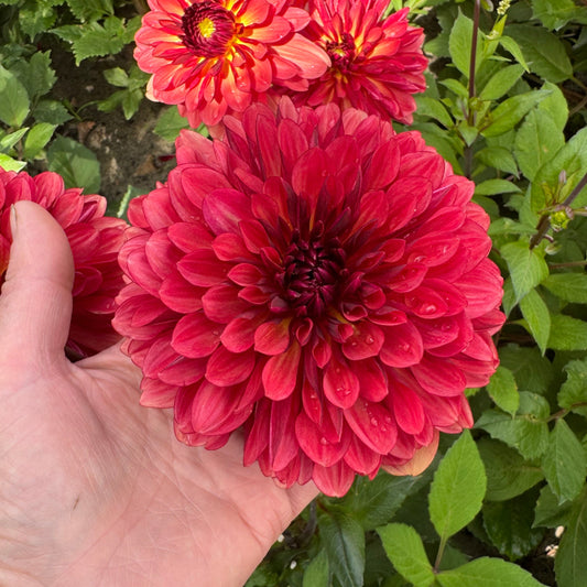 Dahlia Antibes
