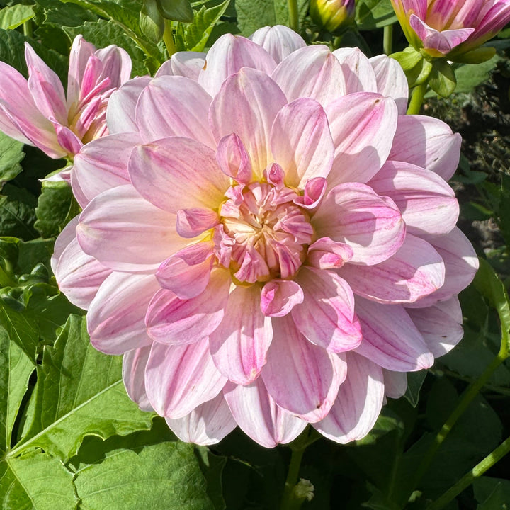 Dahlia Linns Lullaby