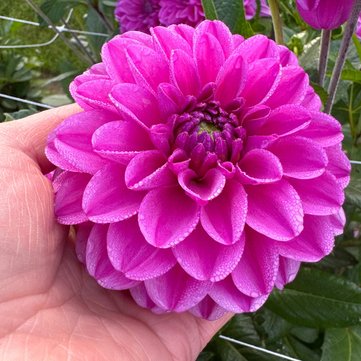 Dahlia Stratos