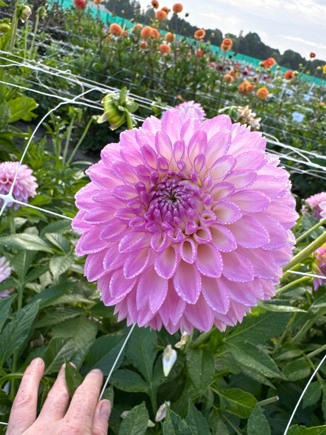 Dahlia Sefton Silvertop