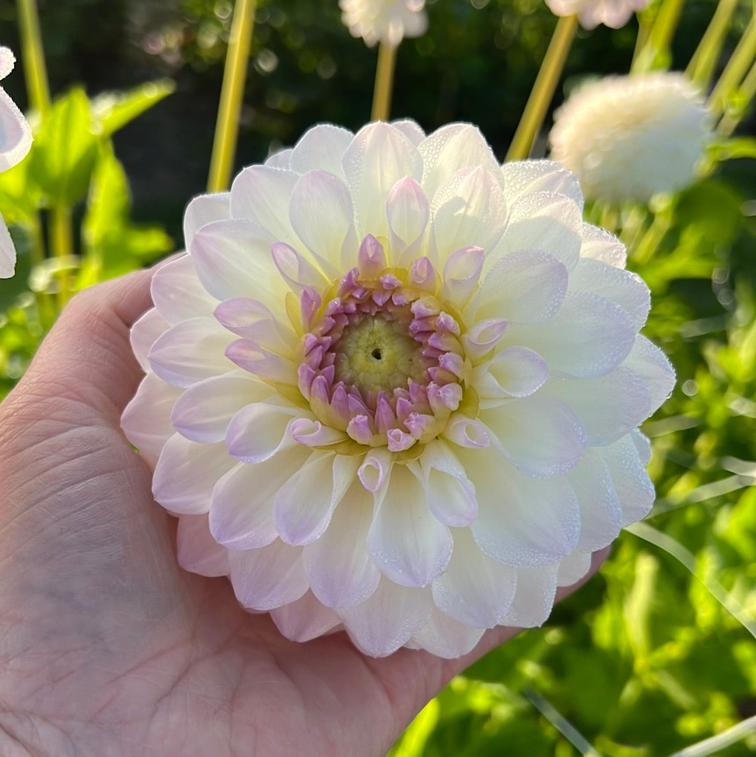 Dahlia Smoothy