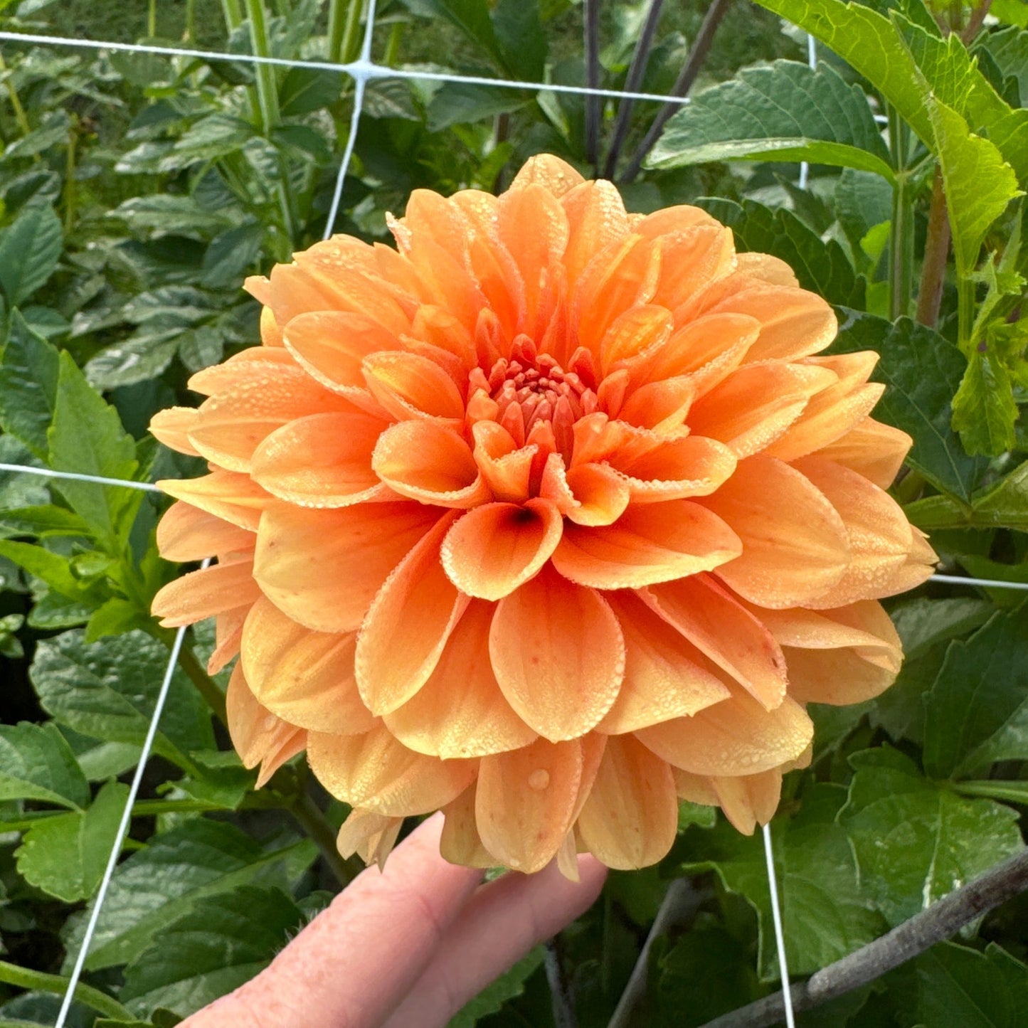 Dahlia Bazuin Bright Orange