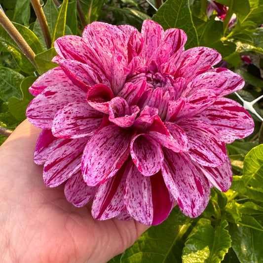 Dahlia Ida Mae Nyhet!