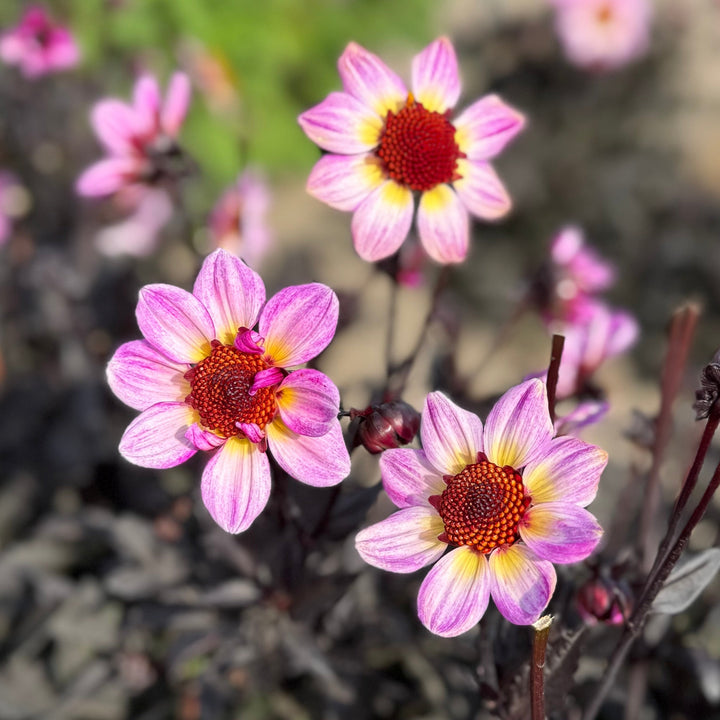 Dahlia American Pie®