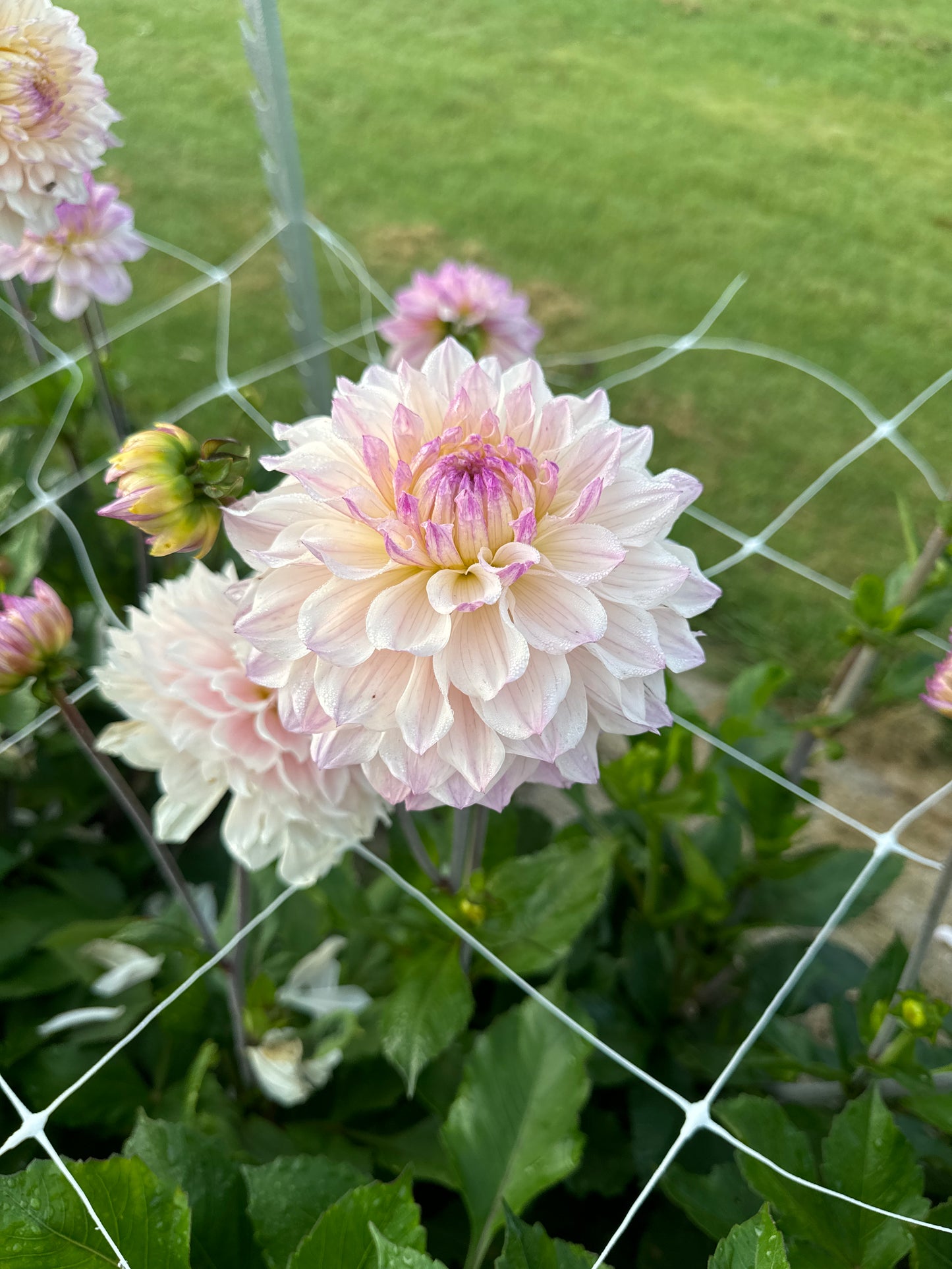 Dahlia Masterclass Åter 2026!