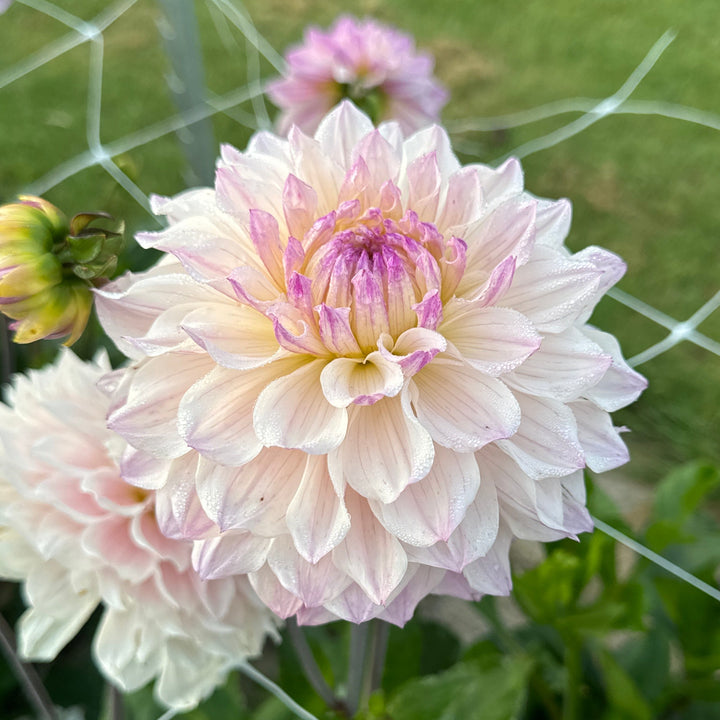 Dahlia Masterclass Utgår!