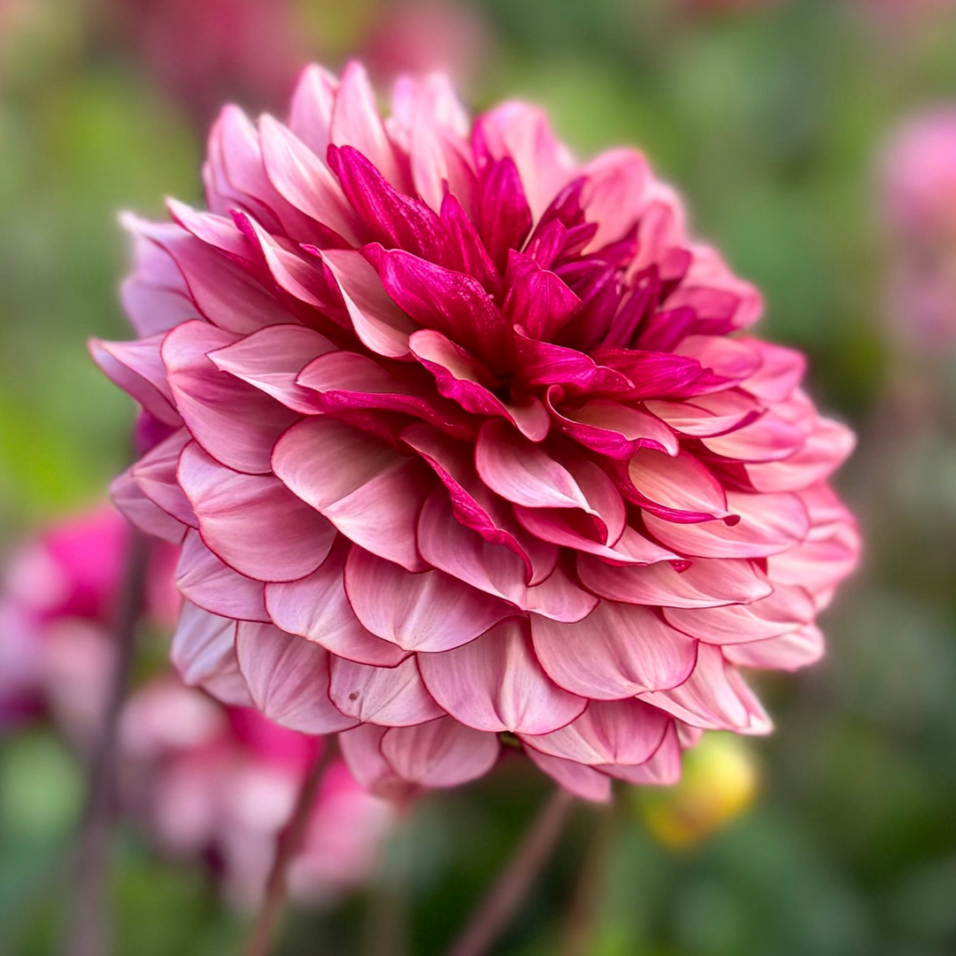 Dahlia Creme de Jowey Nyhet! Exclusive!