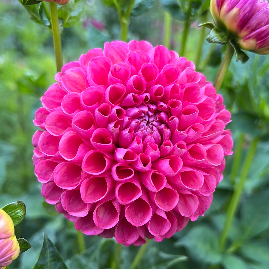 Dahlia Jowey Frambo UTGÅR!