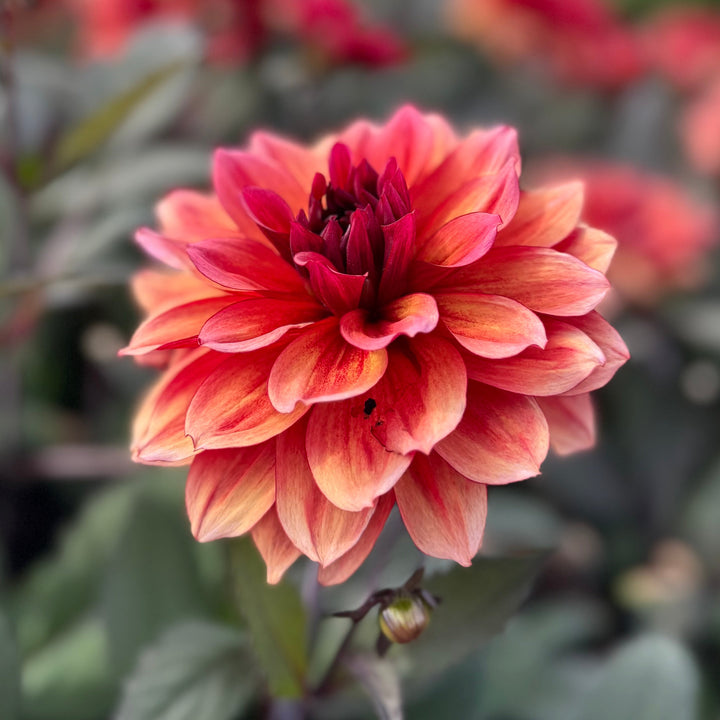 Dahlia Invitation