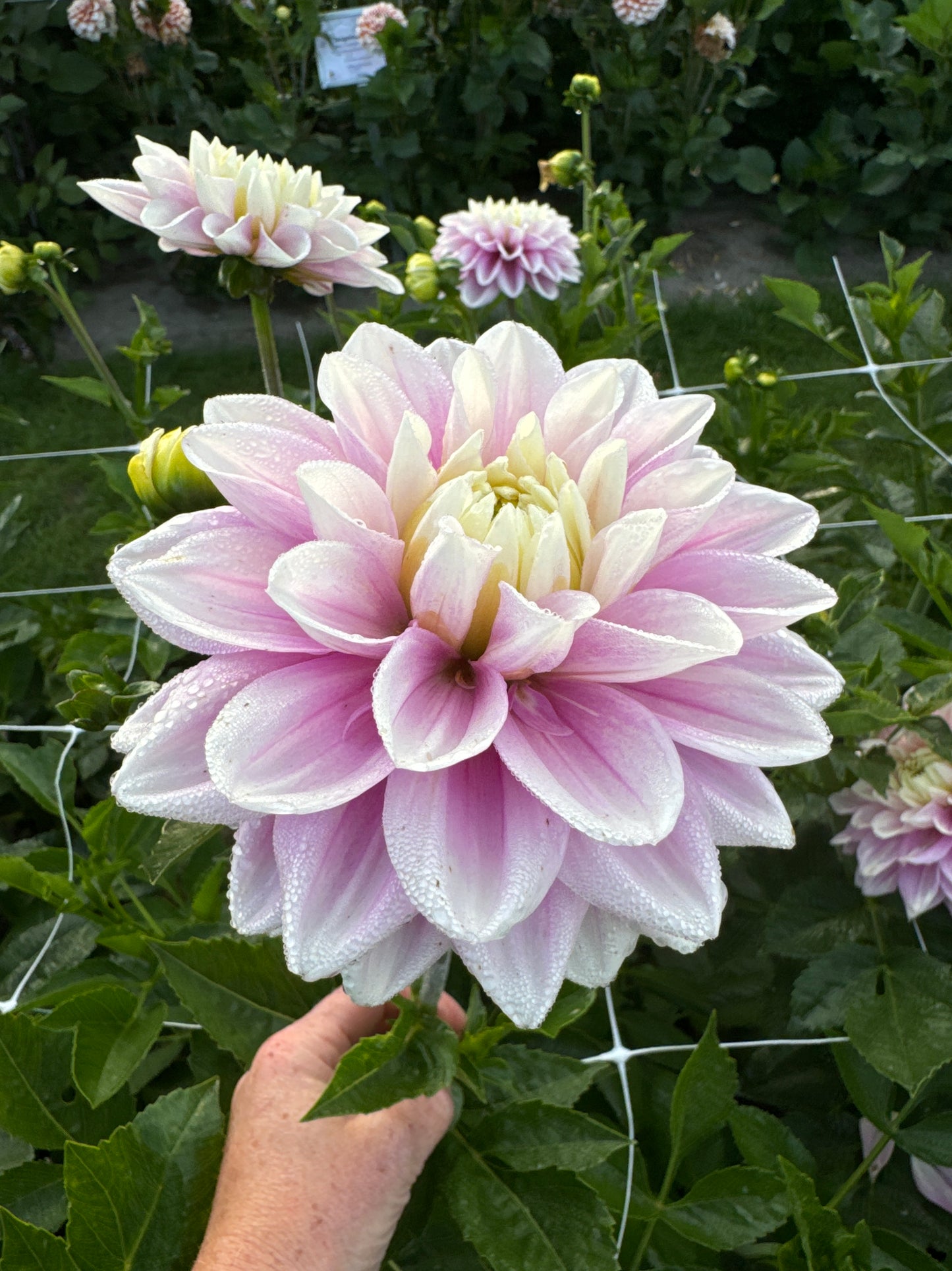 Dahlia Sweet Lucille