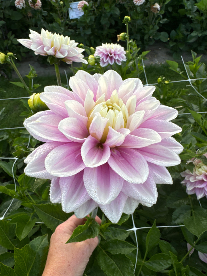 Dahlia Sweet Lucille Utgår!