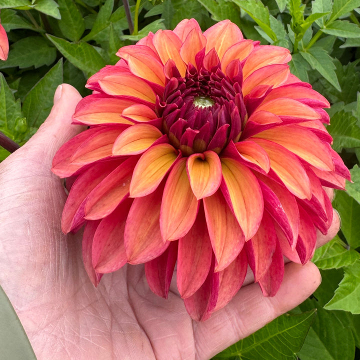 Dahlia Vera