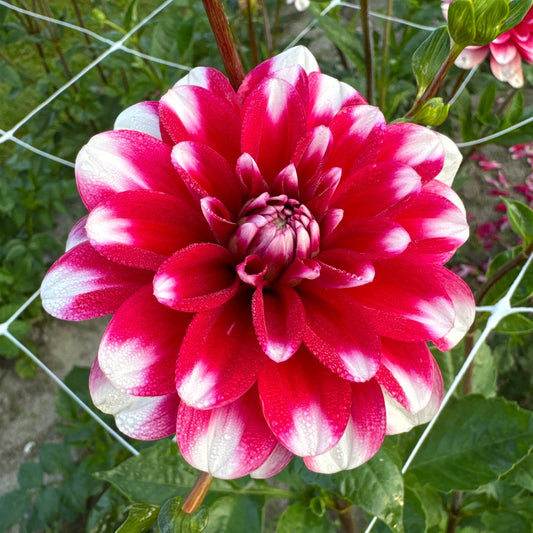 Dahlia Florentina Nyhet!