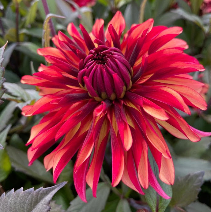 Dahlia Inferno