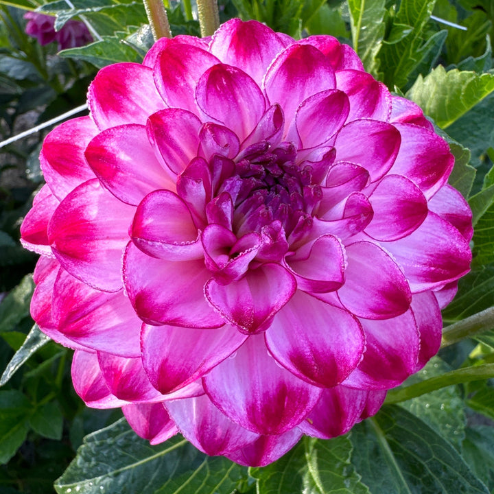 Dahlia Stardust
