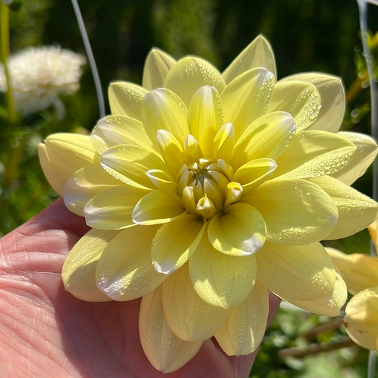 Dahlia Yellow Perception