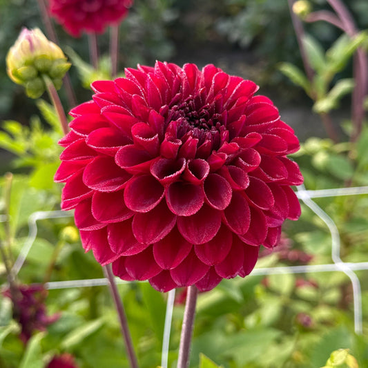 Dahlia Red Queen