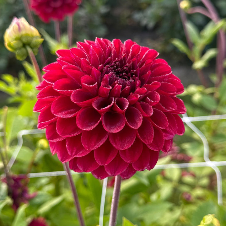 Dahlia Red Queen Utgår!