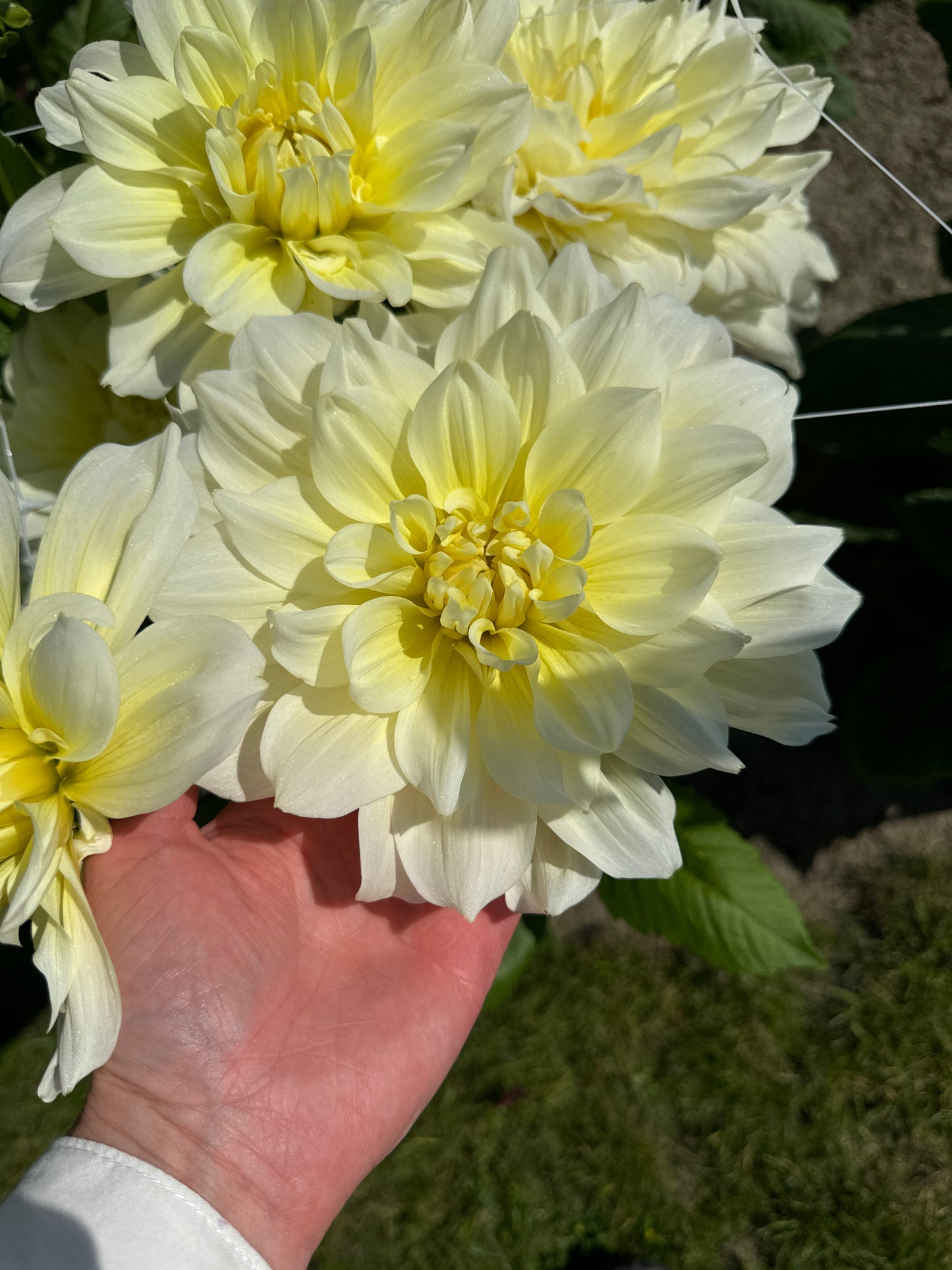 Dahlia Ice Breaker Nyhet!