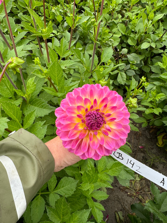Dahlia LB-142