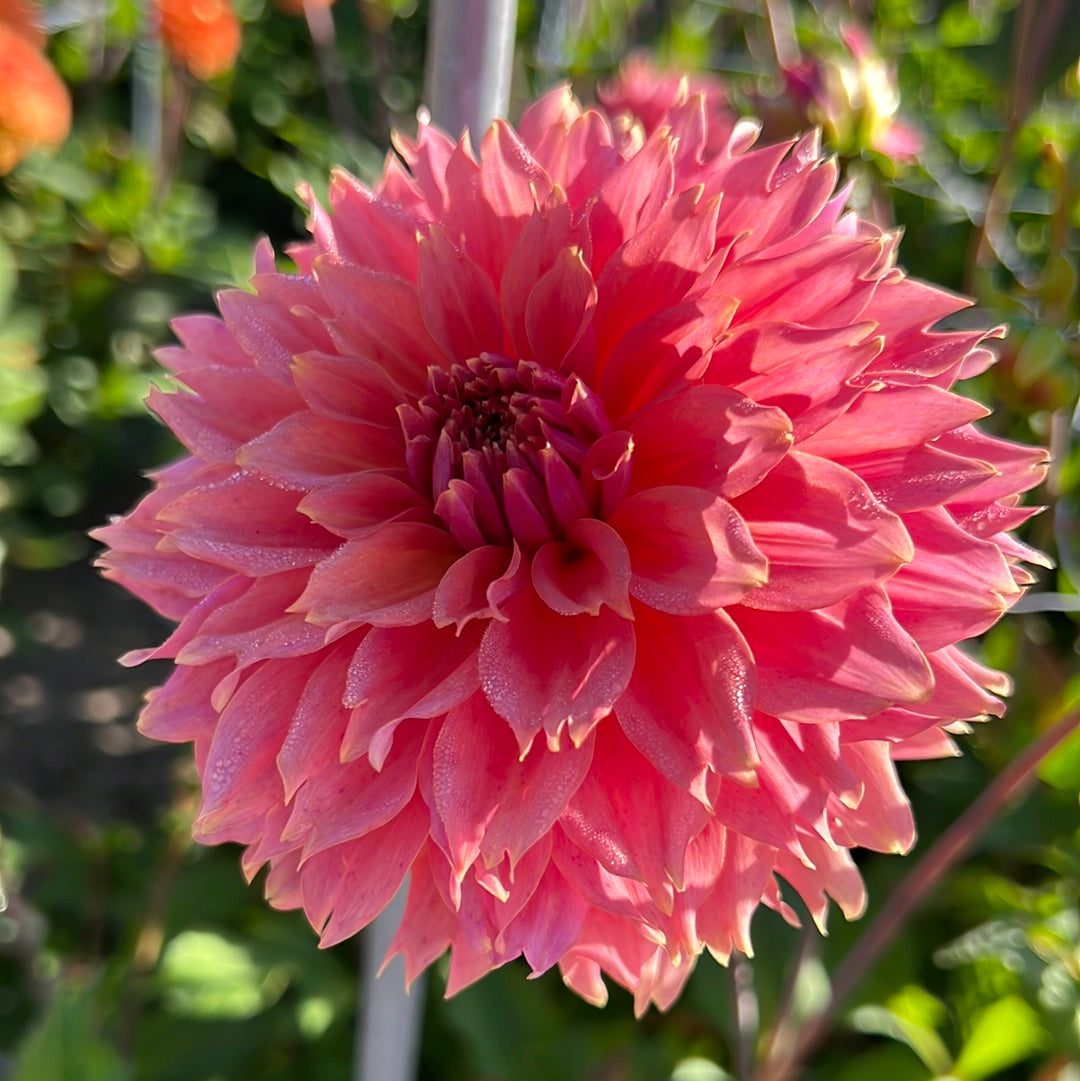 Dahlia Orange Fubuki