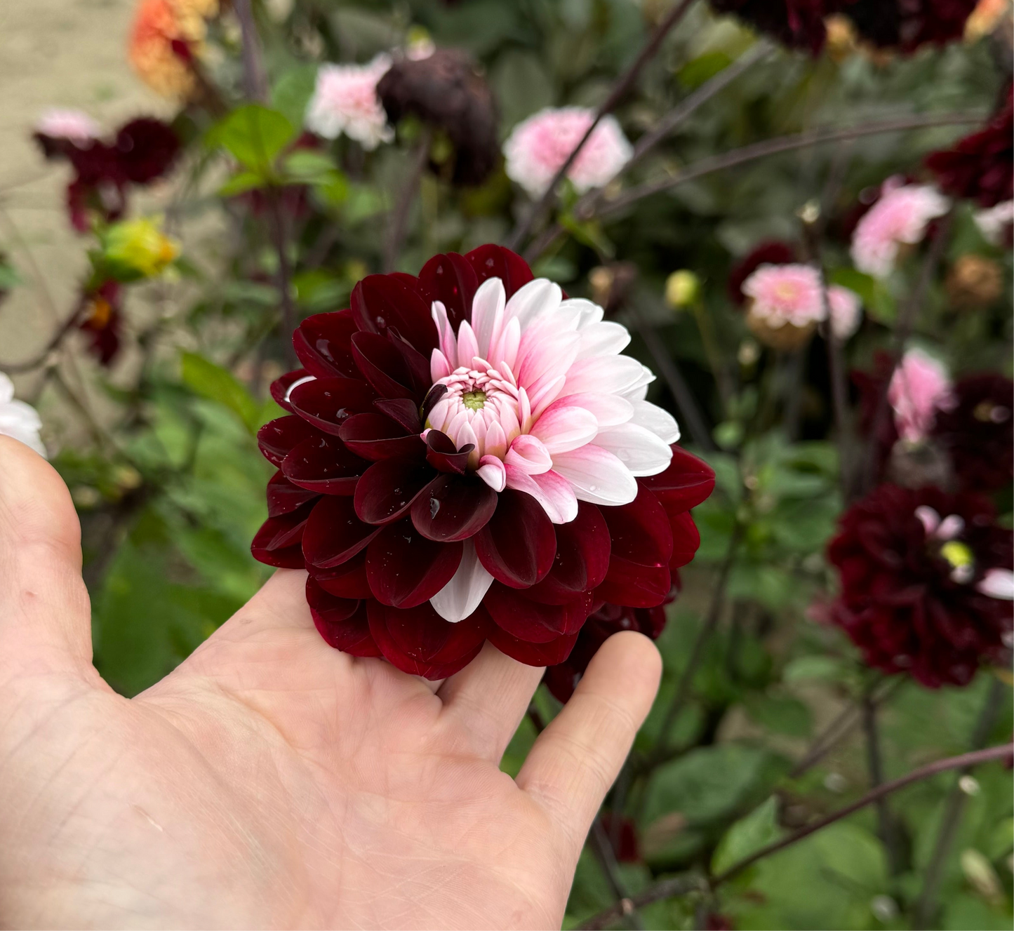 Dahlia Daria in Love Nyhet!