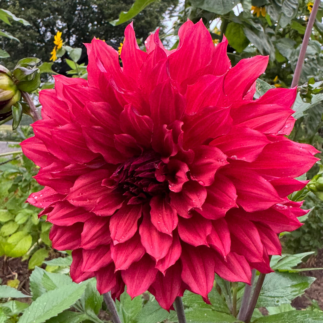 Dahlia Wild Sister