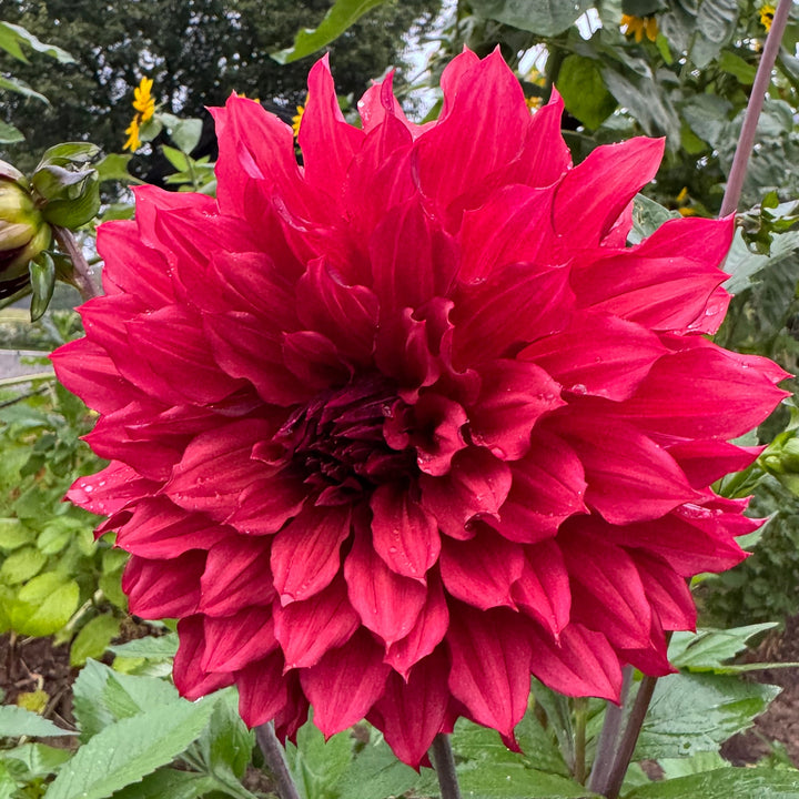 Dahlia Wild Sister