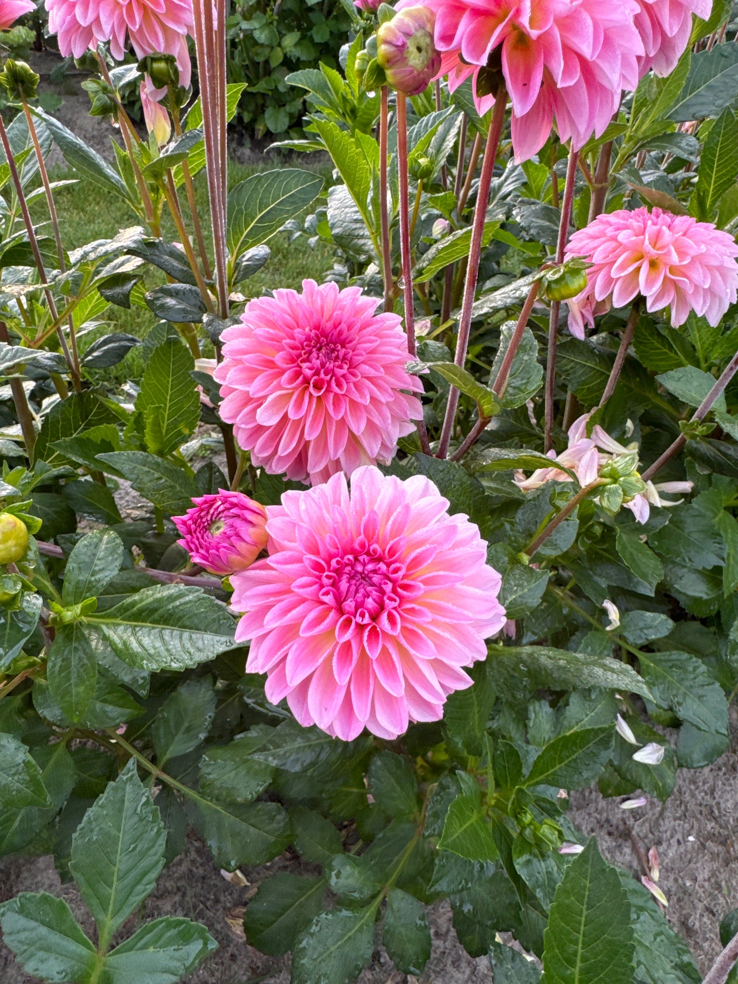 Dahlia Esli