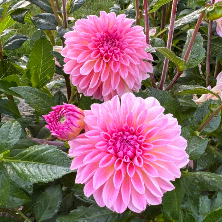 Dahlia Esli