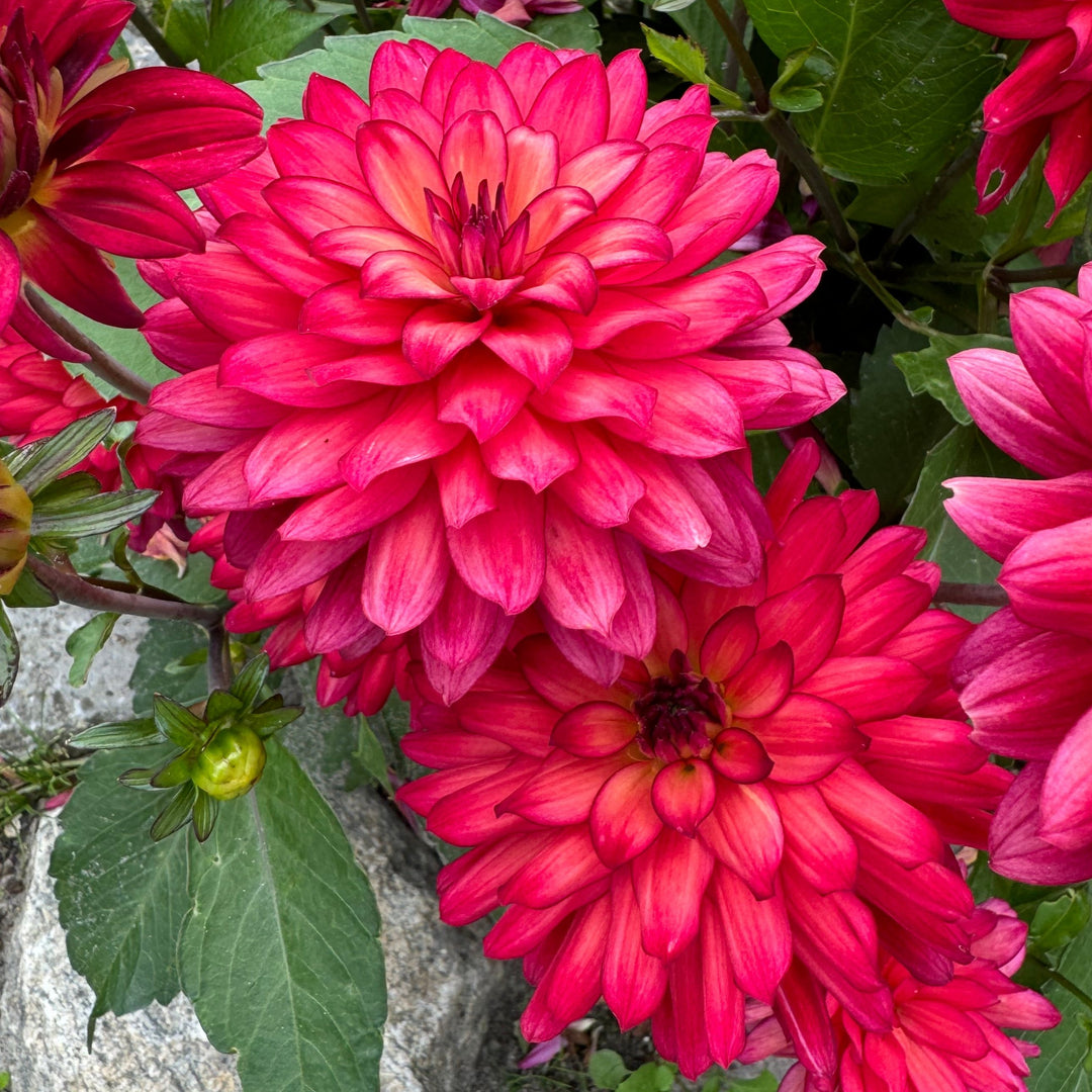 Dahlia Ocean of Love