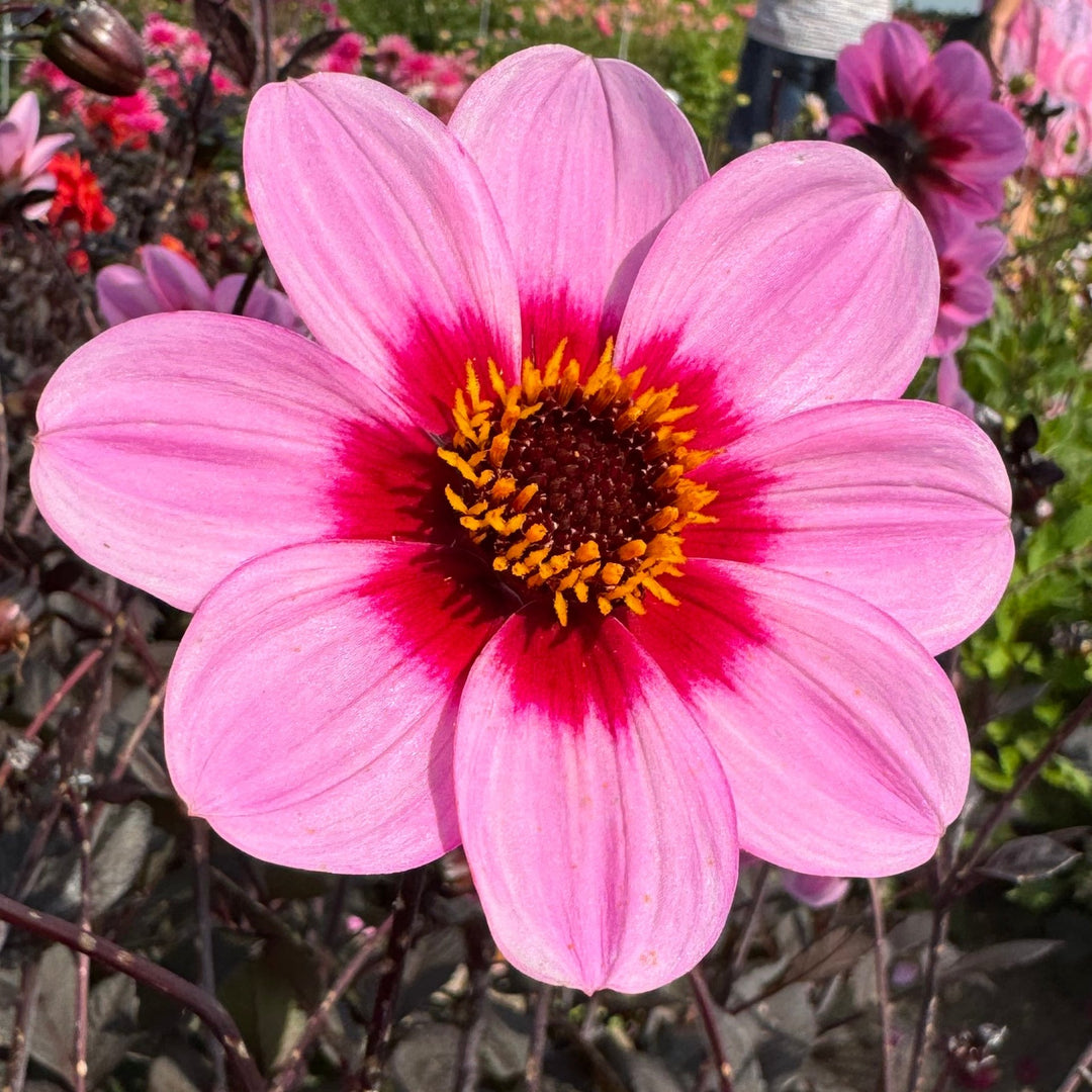 Dahlia HS Wink ®