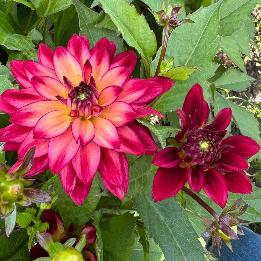 Dahlia Ocean of Love