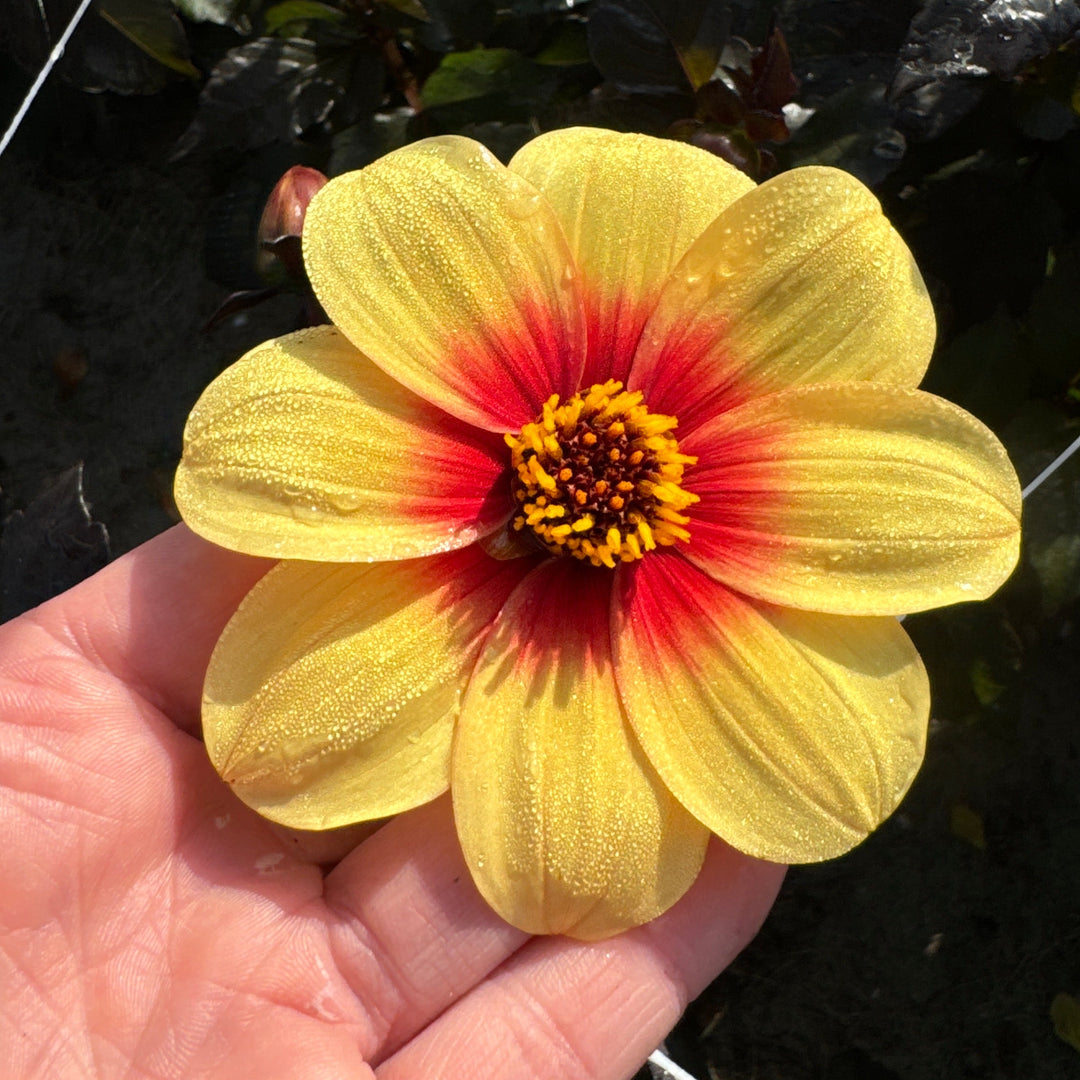 Dahlia Sunshine