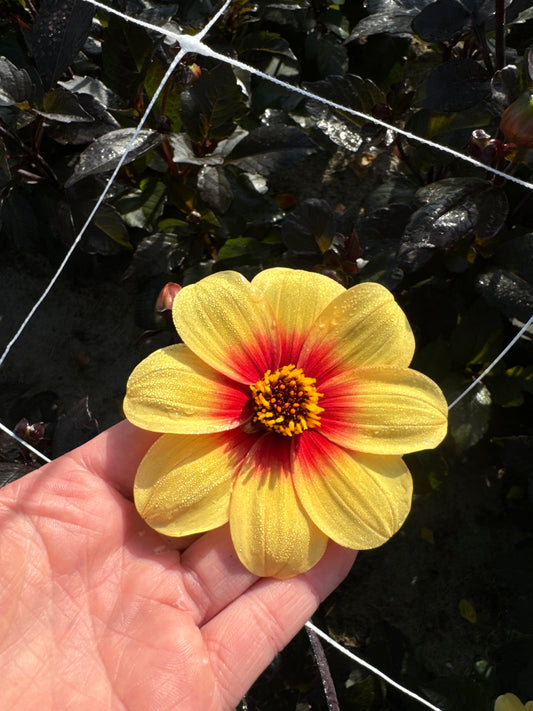 Dahlia Sunshine Nyhet!