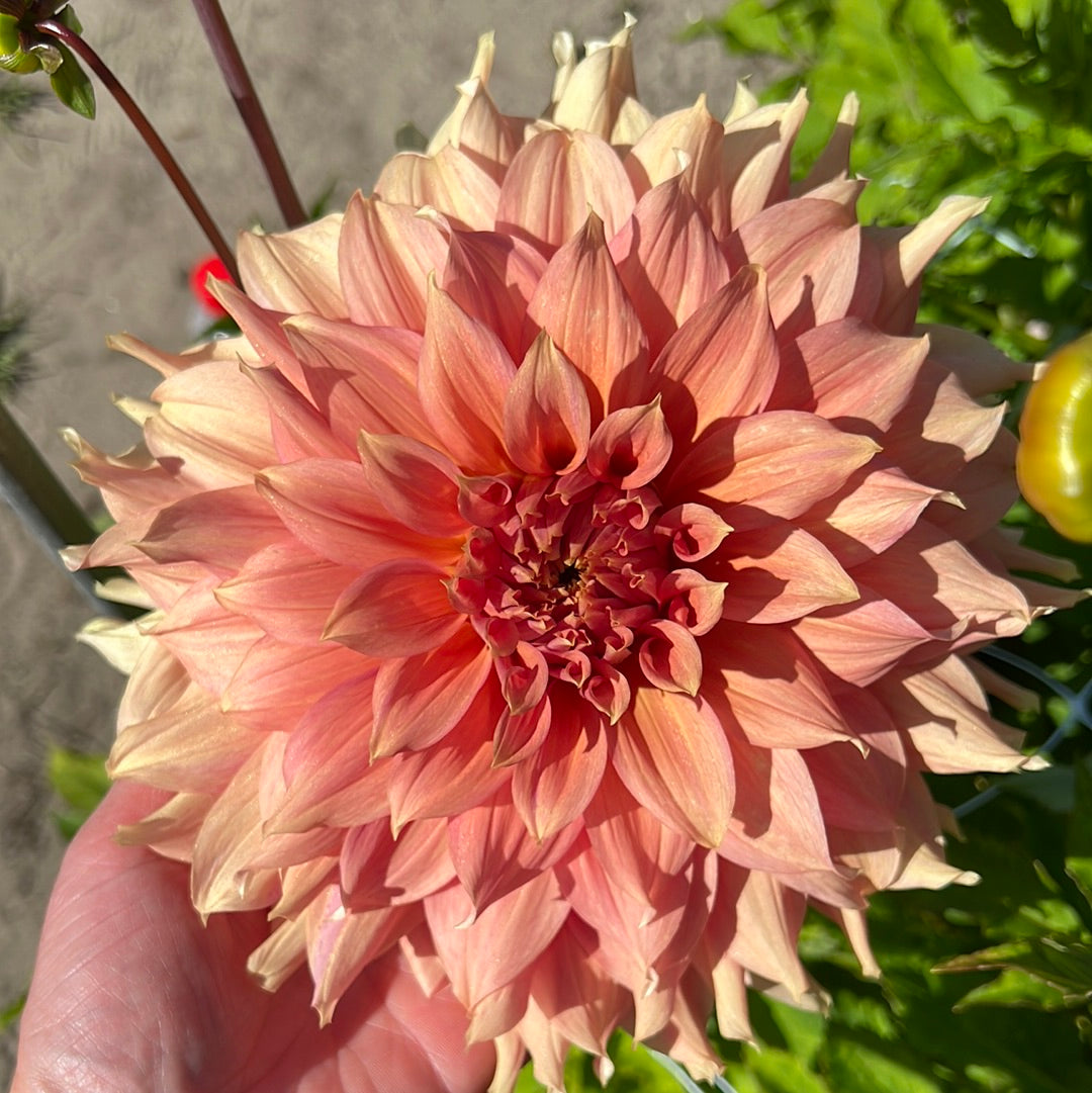 Dahlia Fairway Spur