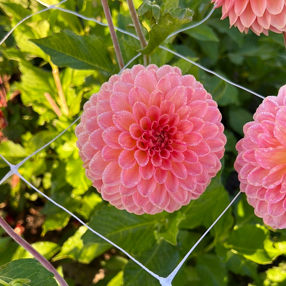 Dahlia Hillcrest Suffusion Nyhet! – Dahlias By Linn