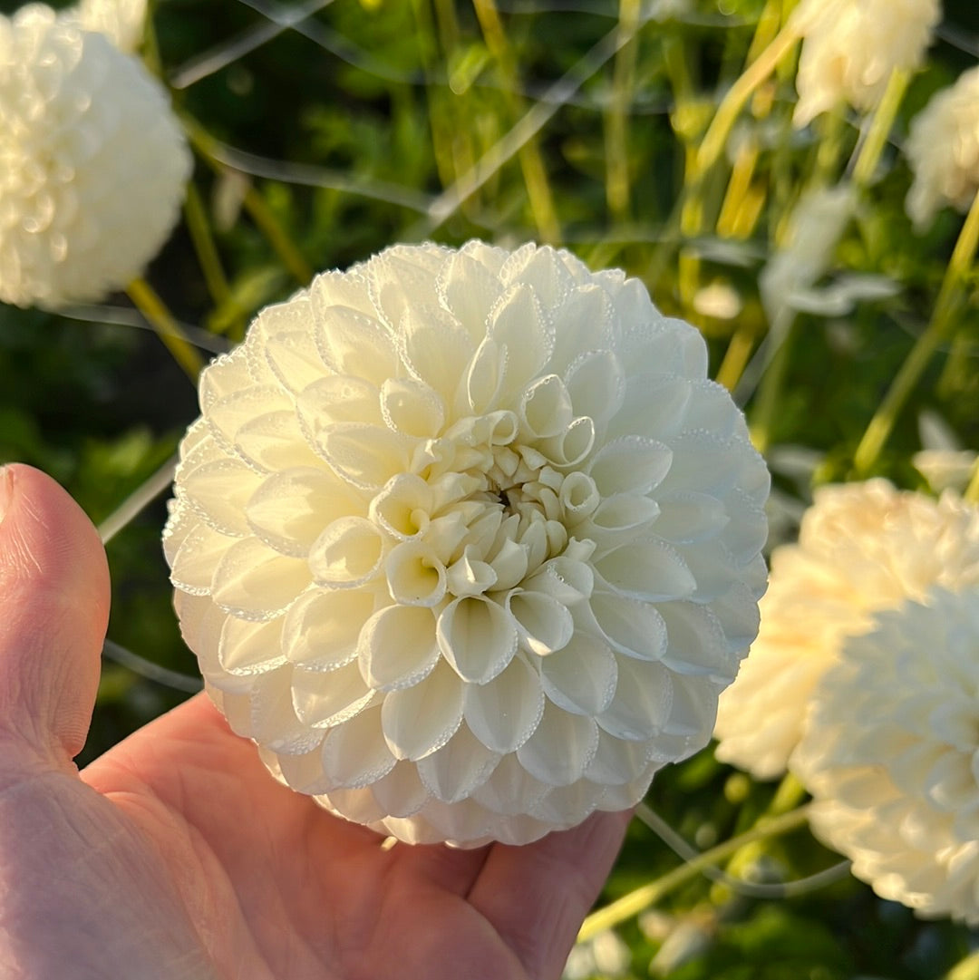 Dahlia Ice Baby