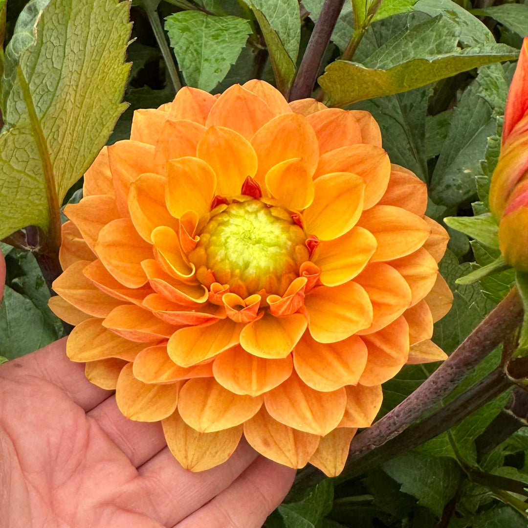 Dahlia Ginger Pearl