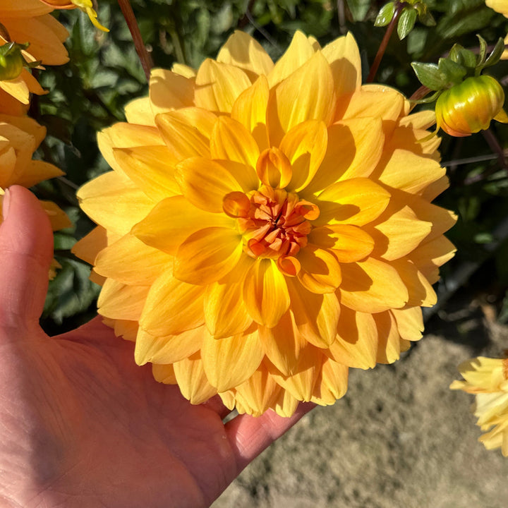 Dahlia Karma Gold
