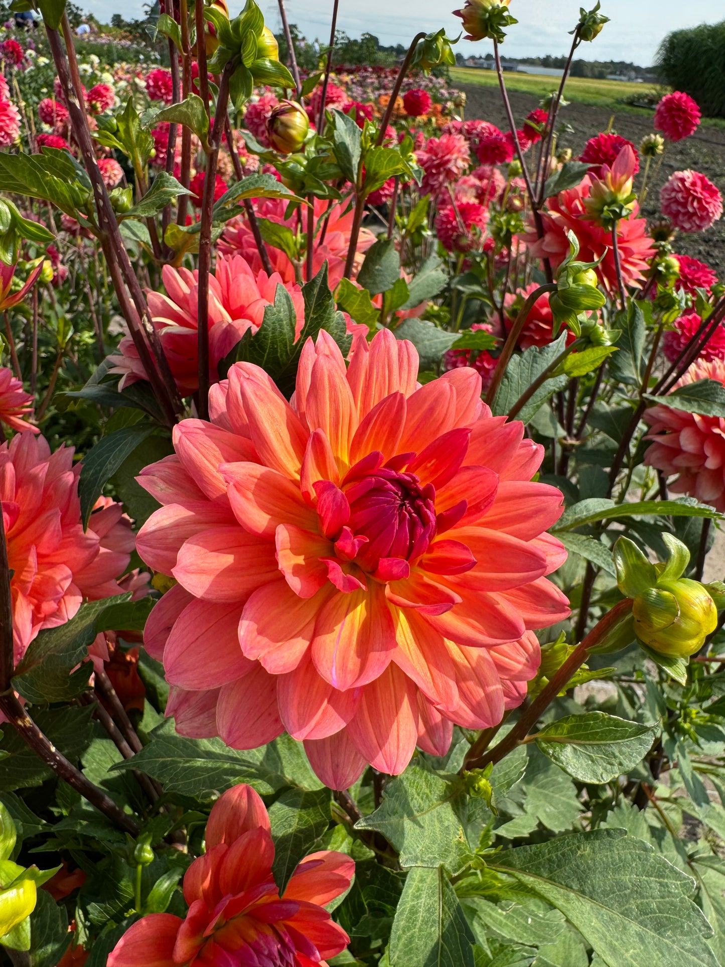 Dahlia Cheerleader Nyhet!