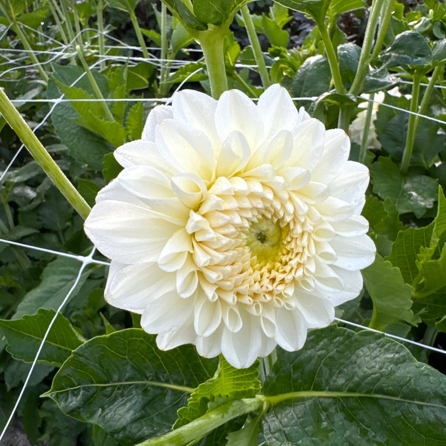 Dahlia Bahia Blanca Nyhet!