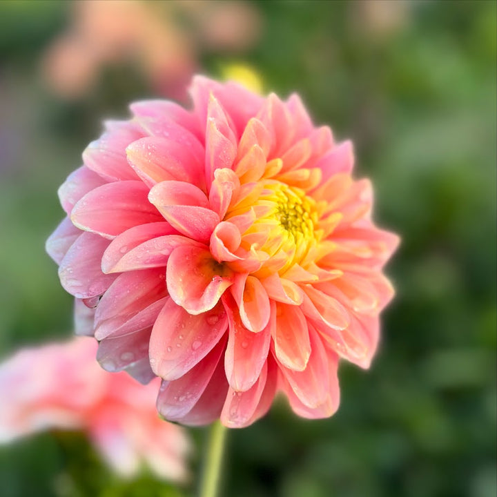 Dahlia Giovanna
