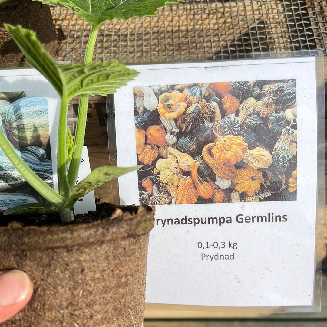 Pumpa germlins