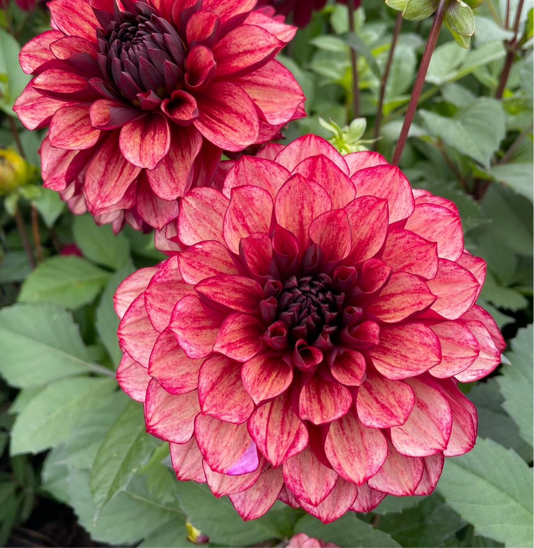 Dahlia Love Lady