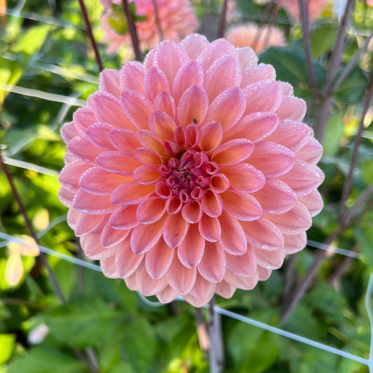 Dahlia Moderato