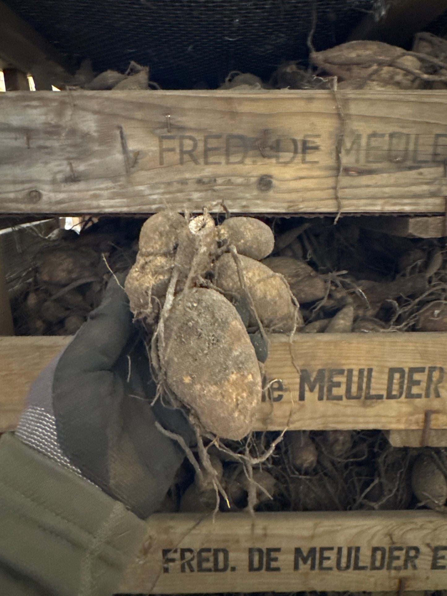 Dahlia Nicholas Svenskodlad