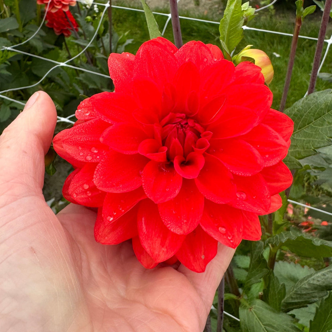 Dahlia Faith